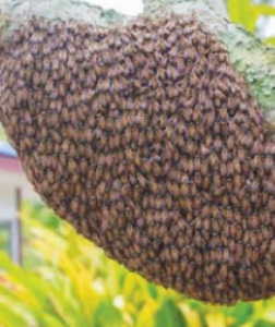 विचारा तुम्ही? सांगताे आम्ही!